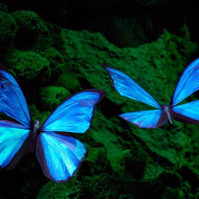 The Anointing For Music From The Heart The Anointing For Music From The Heart