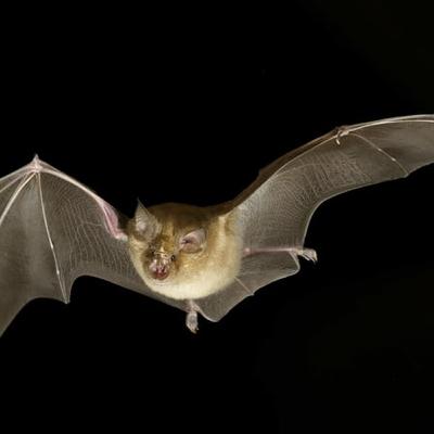 When Is The Right Time To Have A Baby Bat?