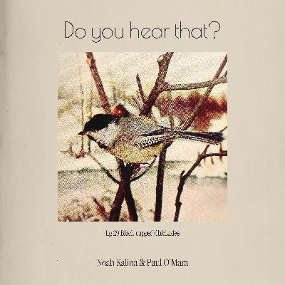 Black-capped Chickadee