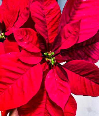 Secret Life of Poinsettias Secret Life of Poinsettias
