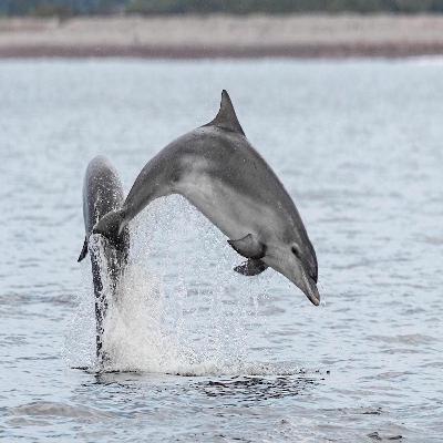 Discover the Dolphins and Porpoises that call the UK home