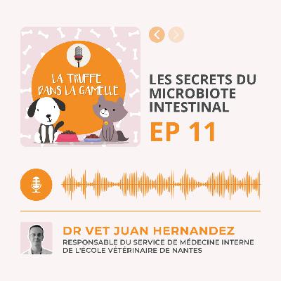 Les secrets du microbiote intestinal