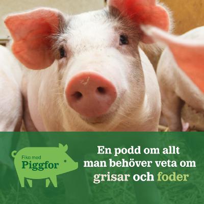 93. Fika med Piggfor- Djupdykning i olika alternativa foderlösningar