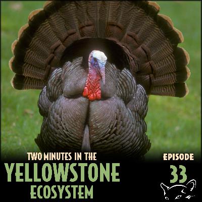 Episode 33: Wild Turkeys