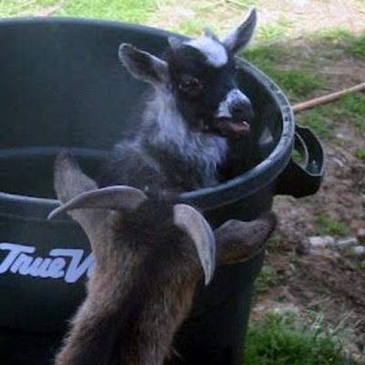 The History of Trash Cans and All About Goats 🗑🐐