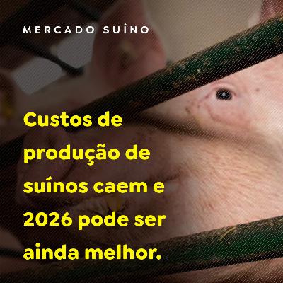 Custos de produção de suínos caem e 2026 pode ser ainda melhor Custos de produção de suínos caem e 2026 pode ser ainda melhor