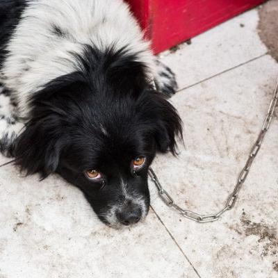 Mulher é presa em flagrante por maus tratos a cachorro Mulher é presa em flagrante por maus tratos a cachorro
