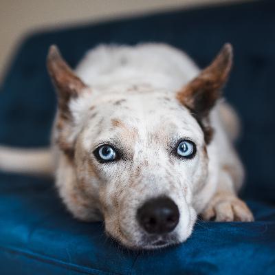 95. TV Reactivity: Management to Training Plan