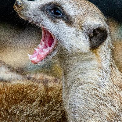 [PREVIEW] The Diet Culture Voice In Your Head