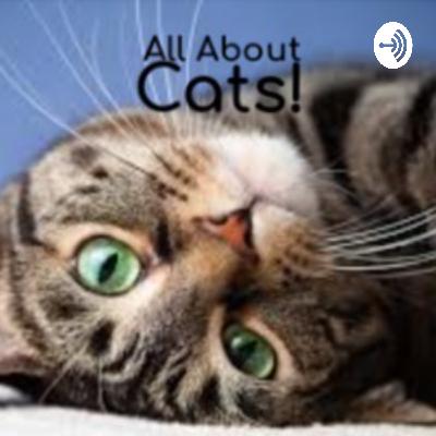 What Is A Cat?