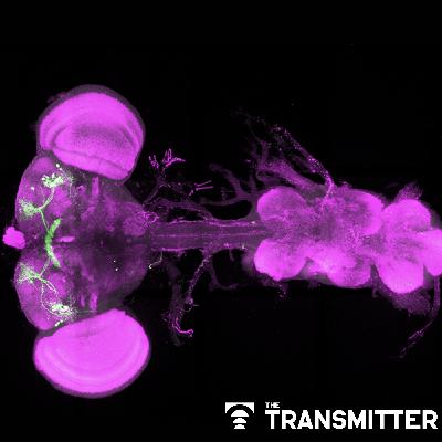 Mitochondria set 'ancient' metabolic thermostat for sleep in flies, separate from circadian rhythms
