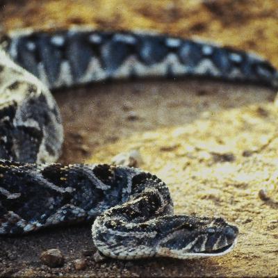 Venomous NOT Poisonous Venomous NOT Poisonous