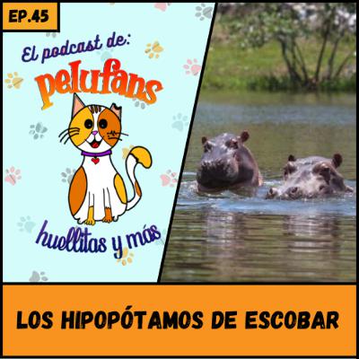 E45| Los Hipopótamos de Escobar| Peufans, Huellitas y Más
