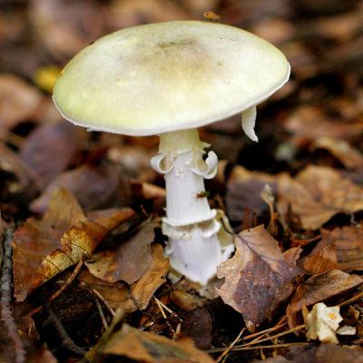 Episode 10: Mushroom Killer, The Motive