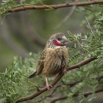 Episode 3: An Afternoon with the Birds Episode 3: An Afternoon with the Birds