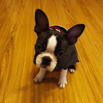 14. Бескультурье - Из режиссера в кинологи, и как это - спасать людей