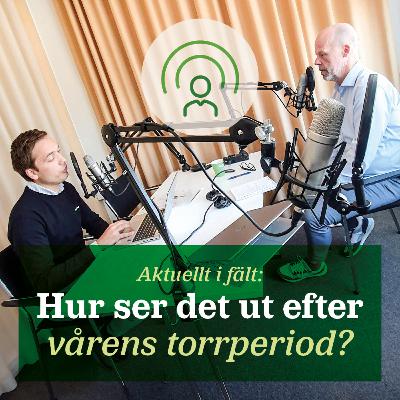 89. Aktuellt i fält maj: hur ser det ut efter vårens torrperiod?