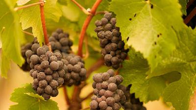 Smoke in Wine Research Pt 1