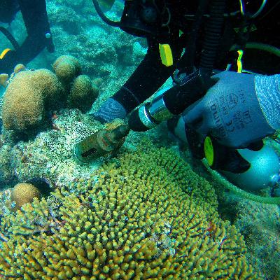 De zee als opslagplek voor CO2. Met bioloog/geoloog Lennart de Nooijer De zee als opslagplek voor CO2. Met bioloog/geoloog Lennart de Nooijer