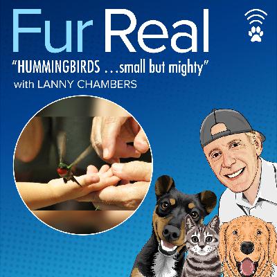 "HUMMINGBIRDS...small but mighty" with Lanny Chambers