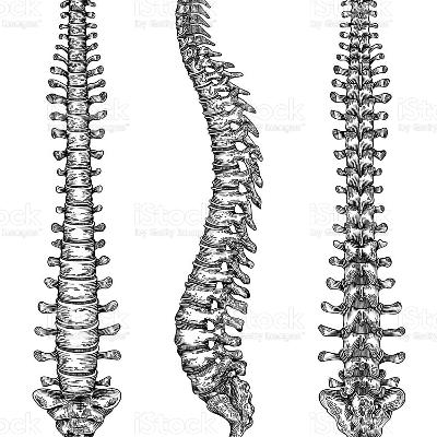 40. rész: A központi idegrendszer I., a gerincvelő 40. rész: A központi idegrendszer I., a gerincvelő