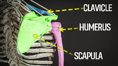 The Last Shoulder Podcast You'll Ever Need The Last Shoulder Podcast You'll Ever Need