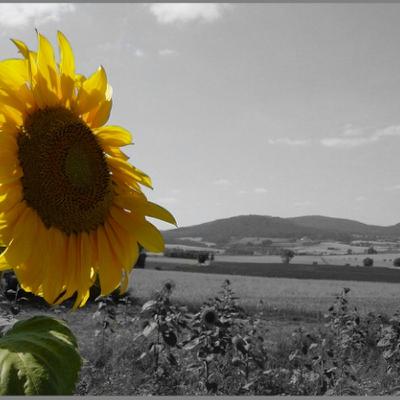 Destacar um objecto com cor num cenário preto-branco