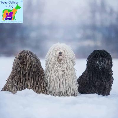 Wesley Wants a Puli Wesley Wants a Puli