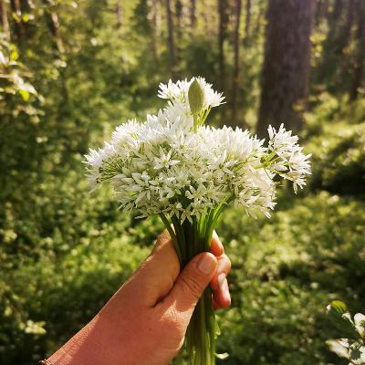 *29 Lasst uns über den Bärlauch sprechen