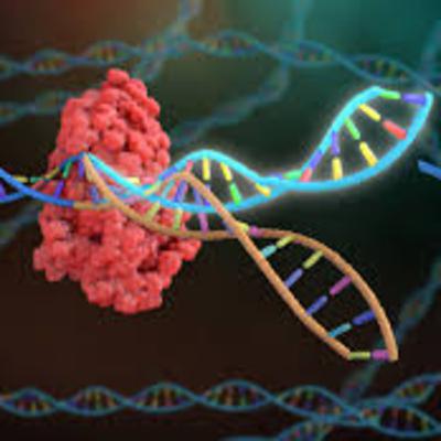 The Use of CRISPR Technologies for Cosmetic Purposes