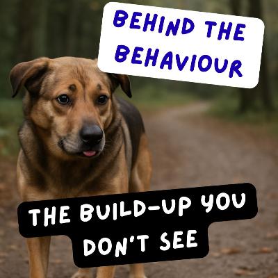 Episode #2.49 – Stress Stacking in Dogs: Why Small Triggers Lead to Big Reactions