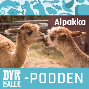Fant kjærligheten gjennom en Alpakka