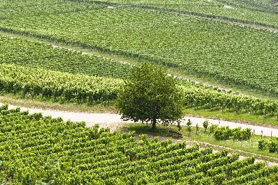 Meditacijom do Božića - 16.12.2025.