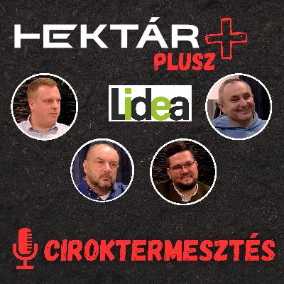 CIROK - a jövő kukoricája? - A cirok termesztéstechnológiája és piaca a vetéstől az értékesítésig