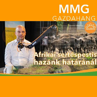 Afrikai sertéspestis hazánk határánál | Dr. Pásztor Szabolcs országos főállatorvos | MMG (180)