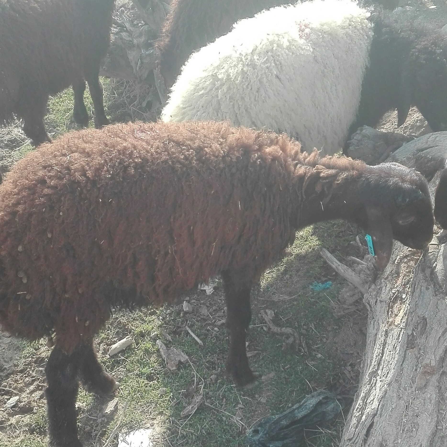 farmer zero