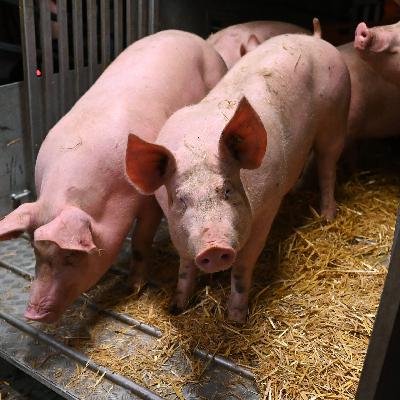 Hund, Schwein und Co.: Bundestag diskutiert über Tierschutzgesetz