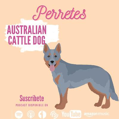 Ep83: Australian Cattle Dog