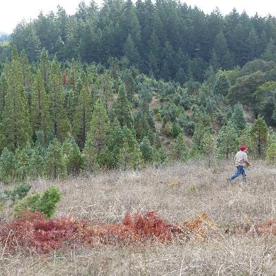 EP20 搞一棵真圣诞树过节!探访美国加州圣诞树农场 EP20 搞一棵真圣诞树过节!探访美国加州圣诞树农场