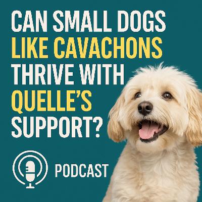 Small Dog, Big Energy How Cavachons Stay Happy with Quelle 365