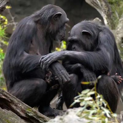 ¿Saben los animales cuándo van a morir?