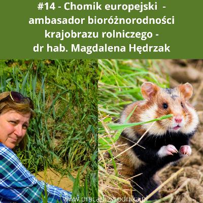 #14 - Chomik europejski - ambasador bioróżnorodności krajobrazu rolniczego - Dr hab. Magdalena Hędrzak