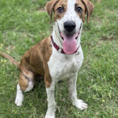 Pawfect Match: Meet beautiful doggo, Puppy!