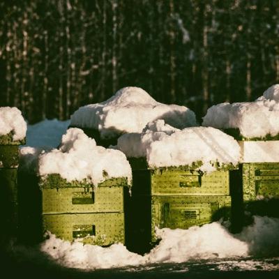 Basswald #25: Hybernate Basswald #25: Hybernate