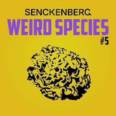 Weird Species #5: Deep sea brains – Xenophyophores
