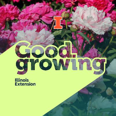 Ep. 212 Peonies: Beauty, history, and backyard blooms | #GoodGrowing