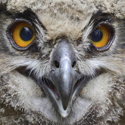 Umwelt-Experten - Vogel-Arten in Deutschland entwickeln sich unterschiedlich - Klima und Land-Wirtschaft spielen eine Rolle Umwelt-Experten - Vogel-Arten in Deutschland entwickeln sich unterschiedlich - Klima und Land-Wirtschaft spielen eine Rolle