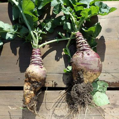 What Is a Rutabaga: Complete Rutabaga Plant Definition and Meaning Guide from Bloom Ranch of Acton's Vegetable Experts