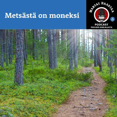 Jakso 9/2024 Metsästä on moneksi