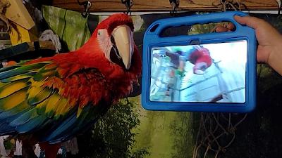 Internet and social media for animals?